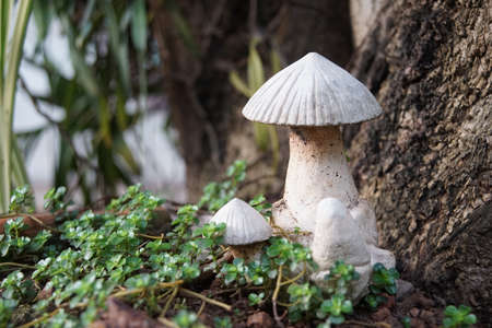 Poplar mushroom mushrooms white tree の写真素材