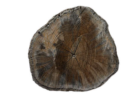 Cross section of tree trunk showing growth rings on white background の写真素材