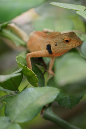 lizard on the tree