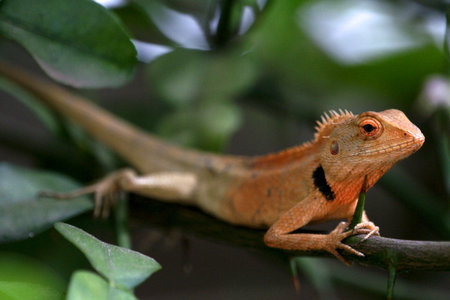 lizard on the tree