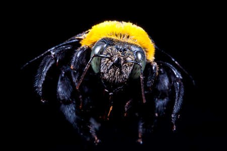 Carpenter bee Xylocopa pubescens on a black background の写真素材