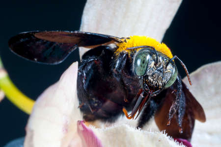 Carpenter bee Xylocopa pubescens on a white flower の写真素材