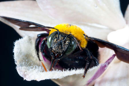 Carpenter bee Xylocopa pubescens on a white flower の写真素材