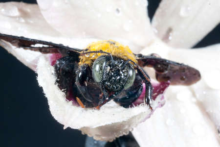 Carpenter bee Xylocopa pubescens on a white flower の写真素材
