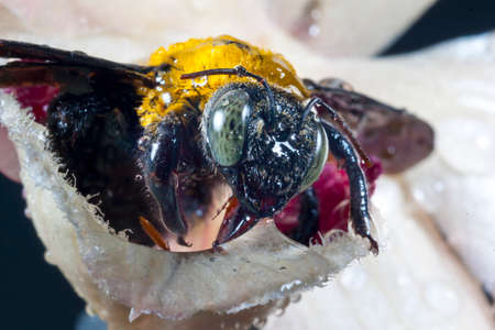 Carpenter bee Xylocopa pubescens on a white flower の写真素材