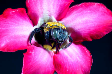 Carpenter bee macro in the pink flowers nature の写真素材