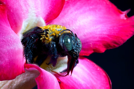Carpenter bee macro in the pink flowers nature 