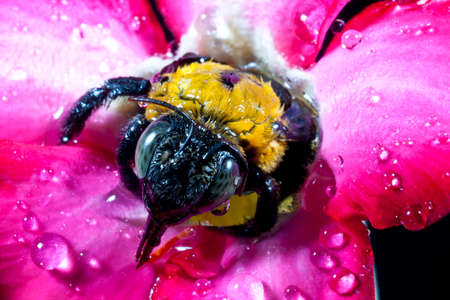Carpenter bee macro in the pink flowers nature の写真素材