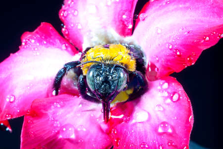 Carpenter bee macro in the pink flowers nature の写真素材