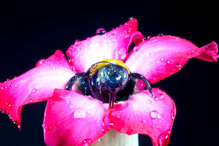Carpenter bee macro in the pink flowers nature の写真素材