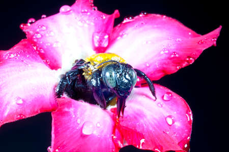 Carpenter bee macro in the pink flowers nature の写真素材