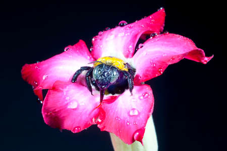 Carpenter bee macro in the pink flowers nature の写真素材