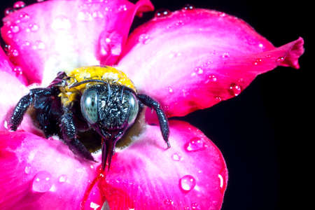 Carpenter bee macro in the pink flowers nature の写真素材