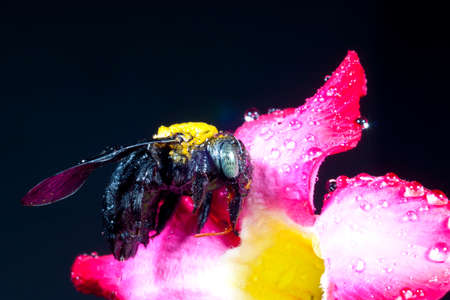 Carpenter bee macro in the pink flowers nature の写真素材