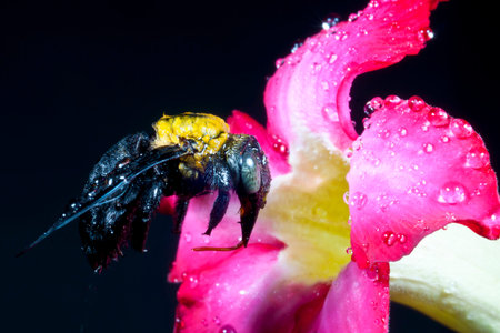 Carpenter bee macro in the pink flowers nature 