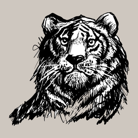 Tiger, lion face, portrait. Hand drawn black line art sketch. Exotic, predator face background, print, tatoo, logo. Trendy stock vector illustration.のイラスト素材