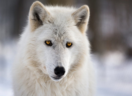 A wolf gazes intently, thick white fur blending into the snowy winter landscape. The wolf's eyes...