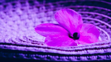 Shades of purpleの写真素材