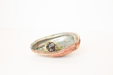 Sage Smudge Stick in a holder on white background.の写真素材