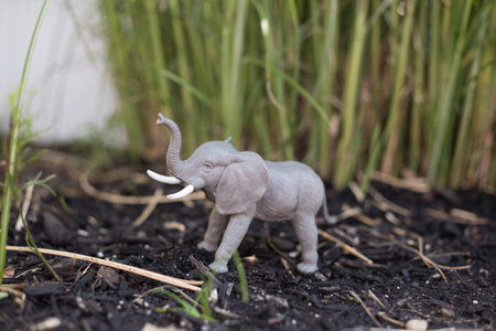 Elephant in a grass landscape on a sunny day.