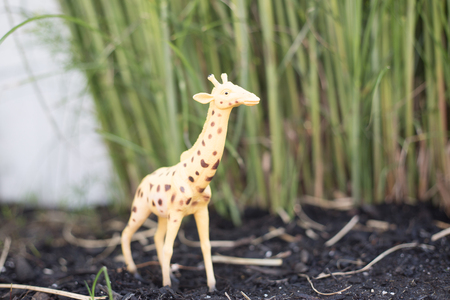 Giraffe in a grass landscape on a sunny day.の写真素材