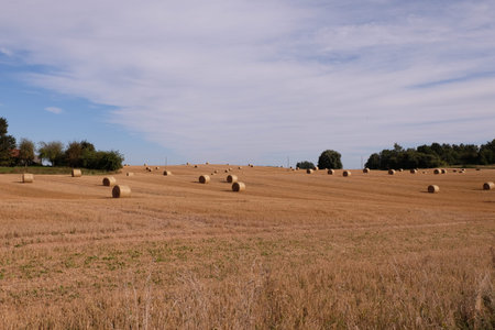 Straw bales in a wheat field