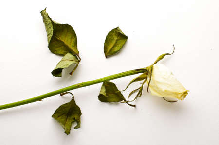 Dried roseの写真素材