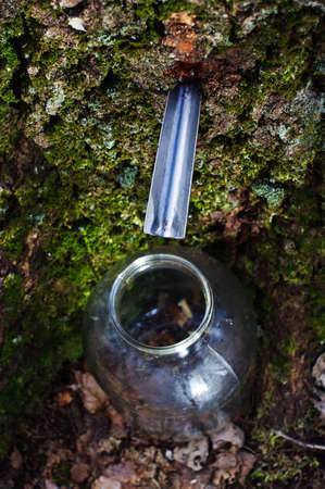 Gathering birch sap top viewの写真素材