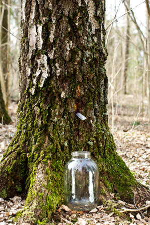 Gathering birch sap in the forestの写真素材