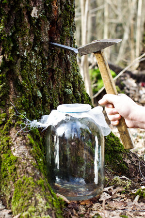 Birch sap gathering process