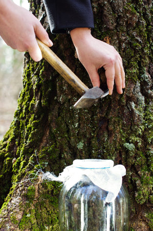 Birch sap gathering, tray punching processの写真素材