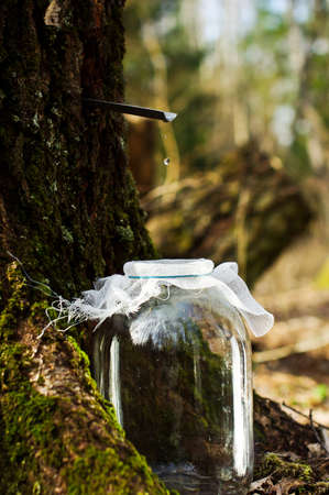 Jar of birch sapの写真素材