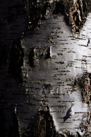 Birch tree trunk in gradient dramatic side lightingの写真素材