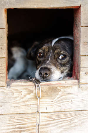 Alert guard dogの写真素材