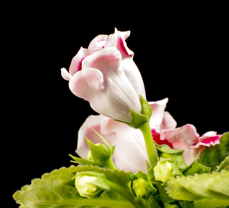 Red gloxinia bloom close upの写真素材
