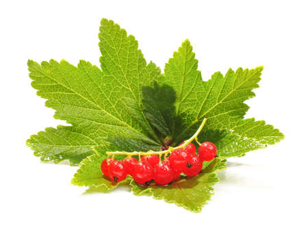 Twig of redcurrant on the green currant leafの写真素材