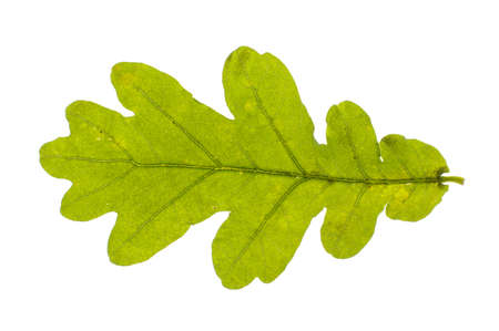 Real oak leaf isolatedの写真素材