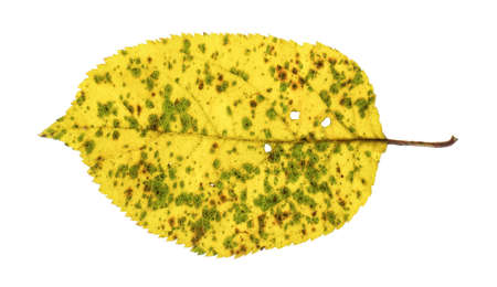 Yellow alder leaf isolated on the white backgroundの写真素材