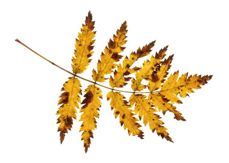 Orange rowan leaf isolated on the white backgroundの写真素材