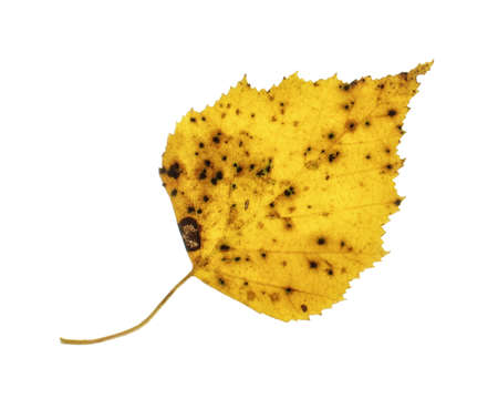 Spotty yellow birch leaf on the white backgroundの写真素材
