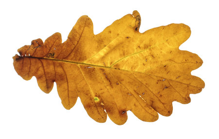 Brown oak autumn leaf isolated on the white background