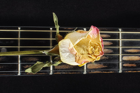 Wilted rose flower on guitar fretboard isolatedの写真素材
