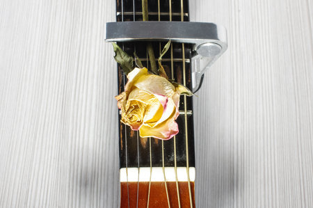Acoustic guitar and capo on the faded rose flower