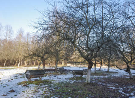 Empty winter garden with authentic traditional beehivesの写真素材