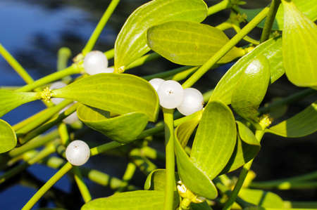 White mistletoe berriesの写真素材
