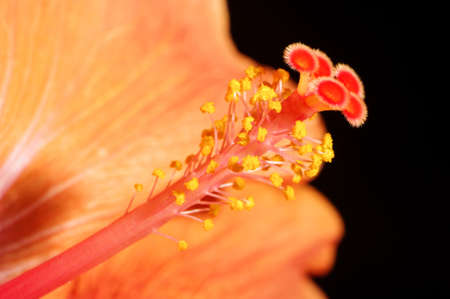 Macro photography of Hibiscus flower pistilの写真素材
