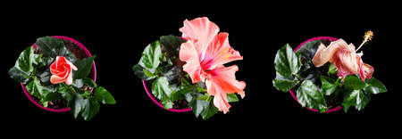 Flower life time stages concept to human life periodsの写真素材