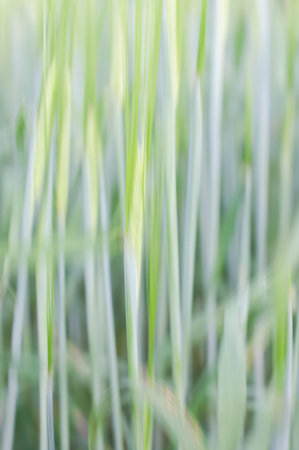 Abstract background of fresh grass in motion blur
