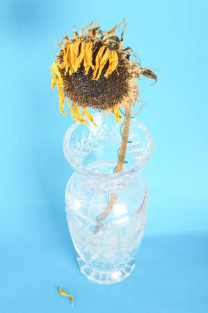 Faded sunflower still lifeの写真素材