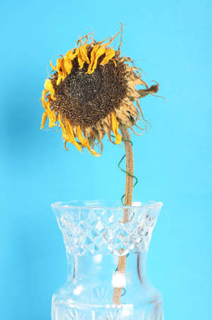 Dried faded sunflower in the glass vaseの写真素材